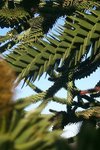  (photo d'Araucaria araucana) 